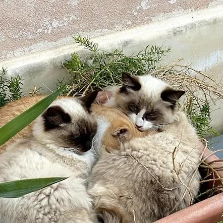 Il Sogno Di Pierre
