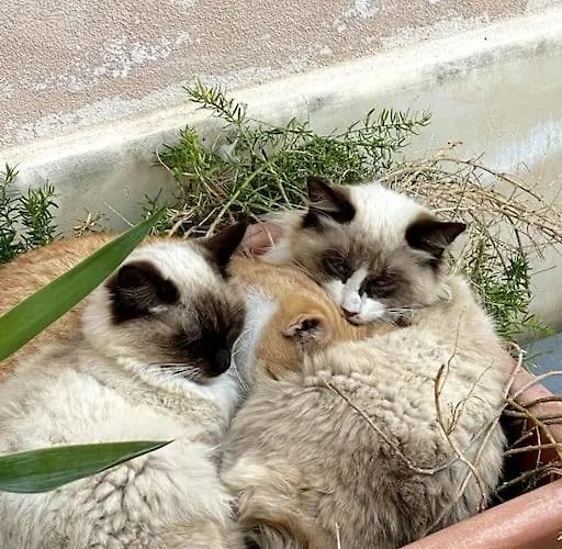 Il Sogno Di Pierre